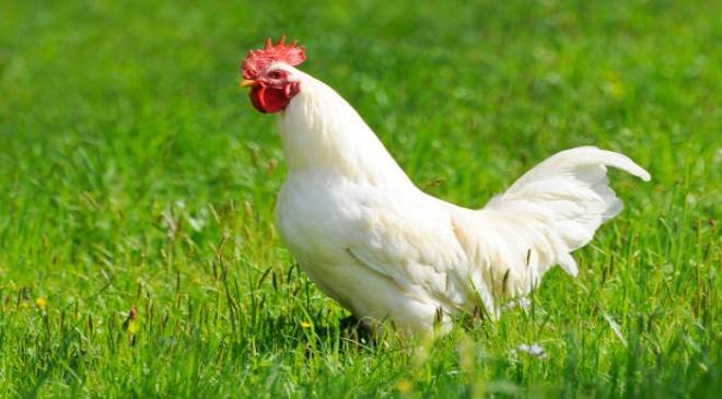 मिल गया अंडे का फंडा ! दुनिया में पहले आयी मुर्गी, विदेशी रिसरचर्स ने अपने शोध में किया दावा।